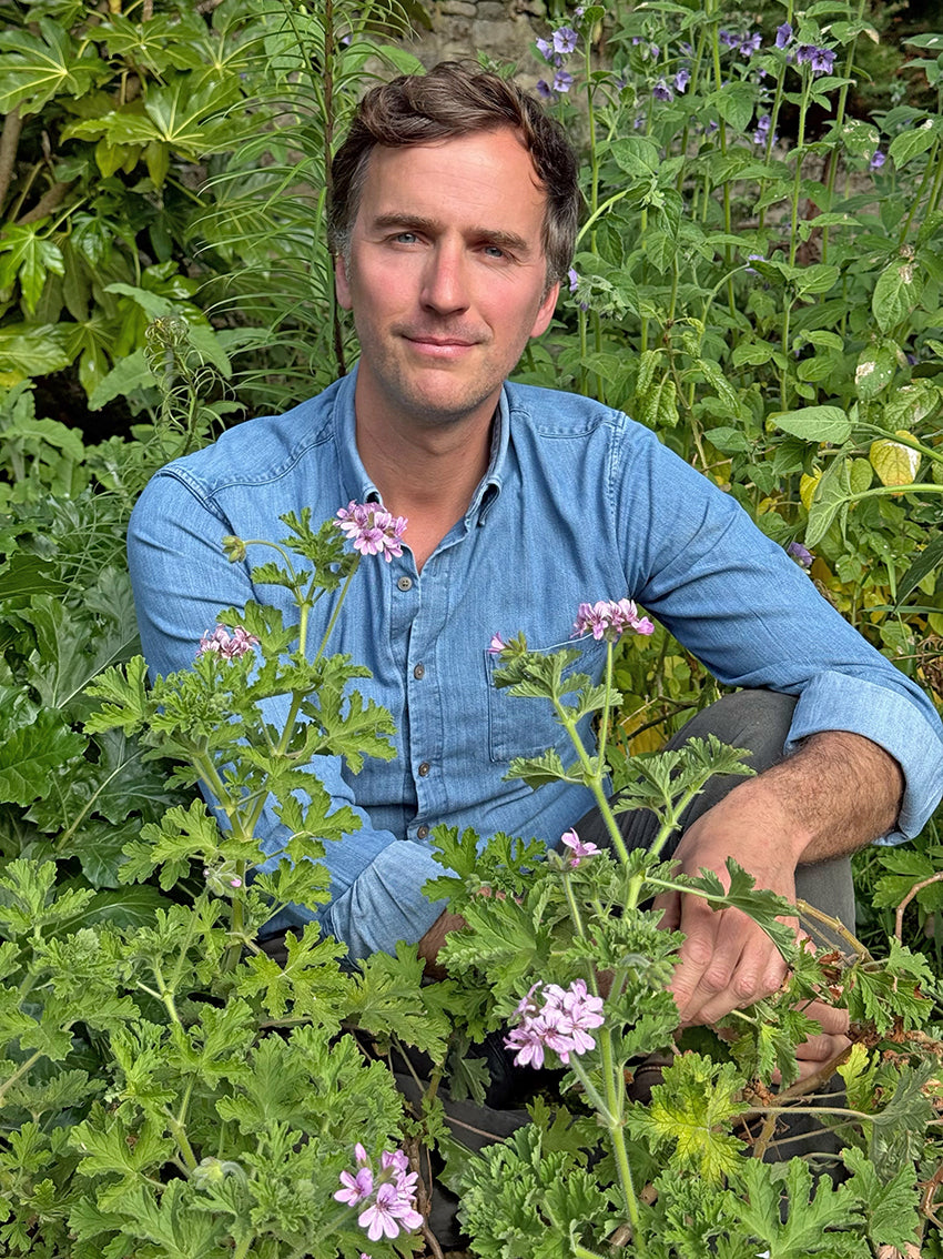 Baume Éternel Storia Botanica